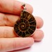 Genuine Ammonite fossil pendant cabochon 1 pcs natural