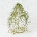 10% SALE - Air Plant Moss Garden in Vintage Bottle Jug