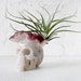 RESERVED for Narissa - Warrior Blood Neo-Chief-King - Hematoid Quartz Crystal Skull