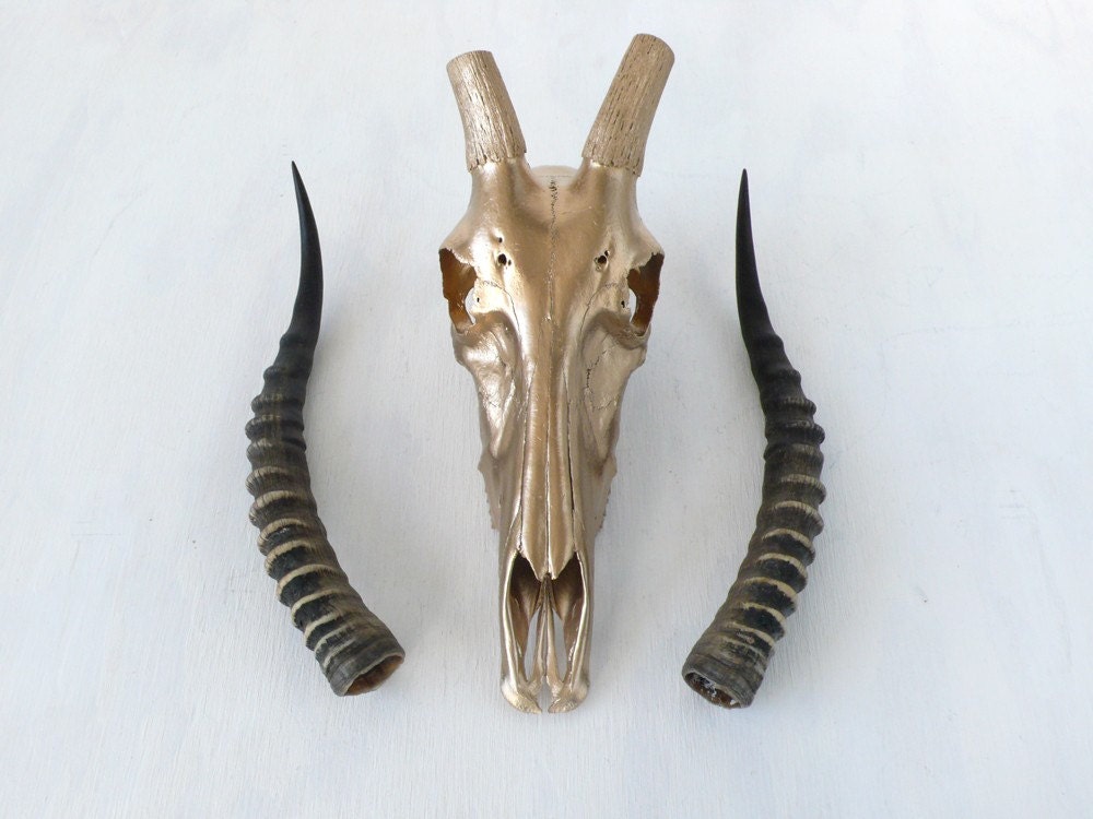 REAL African Blesbok Skull in 24K Gold