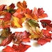 RUSH for Cindy: Edible Sugar Fall Leaves 3 dozen