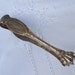 Antique french sugar tongs, clawed feet