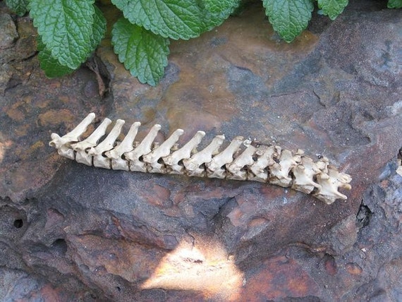 spine vertebrae