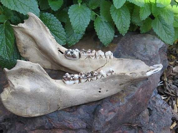 WILD HOG JAW BONE WITH TEETH