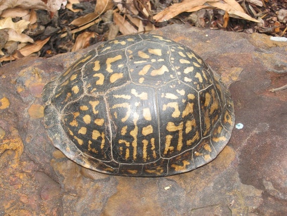 BOX TURTLE SHELL Natural by SpiritsOfTheForest on Etsy