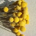Preserved Craspedia Bunch Yellow Billy Balls 22 STEMS / bouquet boutonniere rustic wedding dried flower yellow flower