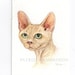 ACEO Original -DEVON REX- Collectible miniature painting ....watercolour card nature