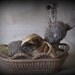 FINISHED PIECE Nutmeg Easter Bunny in Antique Basket by cheswickcompany