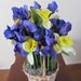 50% Off - Iris & Daffodils - was 18.00 now 9.00