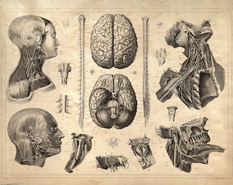 Vintage Anatomy Print Reproduction. Nervous System. Brains poster Human Body Biology Educational Chart diagram. CP103