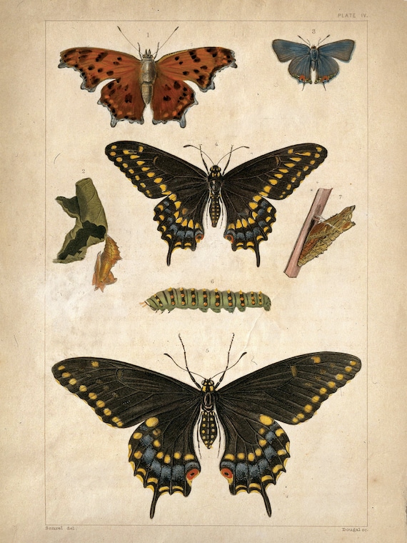 Items similar to Vintage Science Plate Poster Reproduction ... Vintage Butterfly Chart