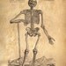 18x24 Vintage Anatomy. Standing Skeleton. Human Body. Bones - 008