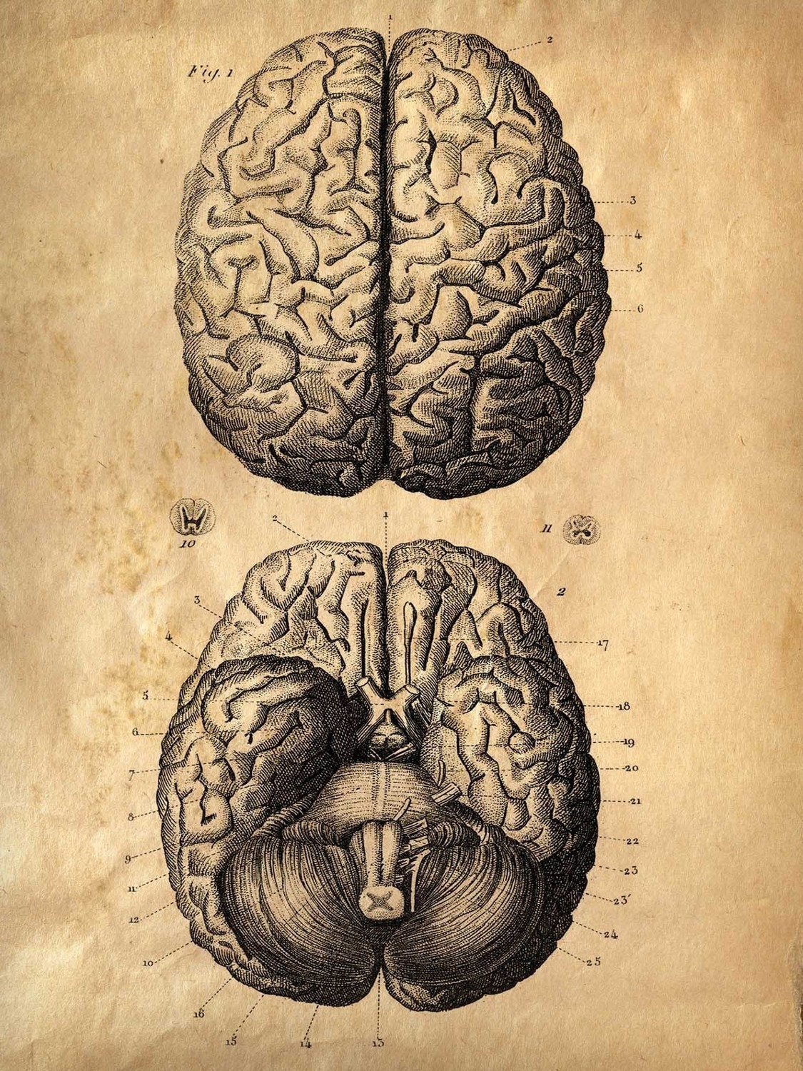 18x24 Vintage Anatomy. Brains poster. Human Body. Zombies.