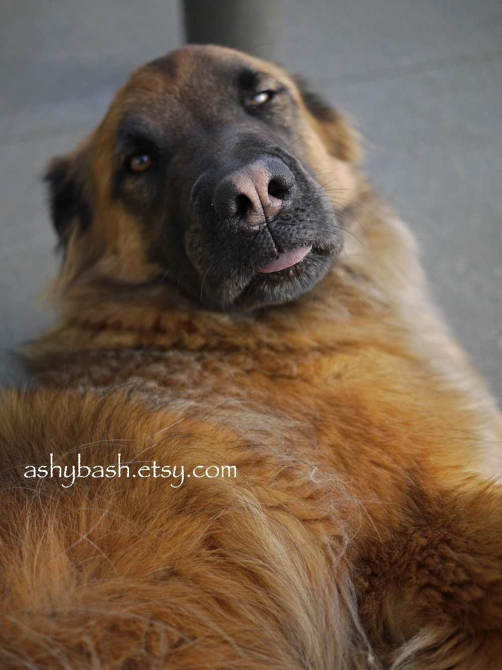 Lazy Dog Day by ApparentWind on Etsy