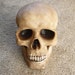 Steampunk Goth Punk SKULL Display - comes in Natural or Black
