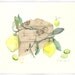 Lemon Botanical Plate on Vintage French envelope - Original watercolor painting