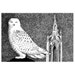 Snow Owl - Original Ink Drawing Illustration