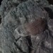 Raw Black Merino Wool-Maine Raised, Unwashed In the Grease 4 oz