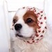 Acorns dog snood