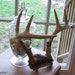 DeeR AnTLeRS