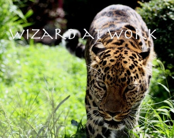 Leopard Photograph - Amur Leopard, stalk, eyes, green eyes, 8x10, matted