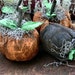 Primitive Grubby Halloween Pumpkins-Black -Orange-Set Of 4