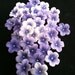 Gum Paste Blossoms Different Shades of Purple