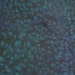 Blue Green Purple Silk Belly Dance Veil or Yardage