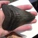 Megalodon Shark Teeth