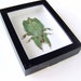 Real Insect Specimen - Leaf Bug