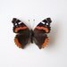 Real Butterfly Specimen Unmounted Ready Spread, Red Admiral