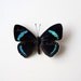 Real Butterfly Specimen, Unmounted, Ready Spread, 89 Butterfly