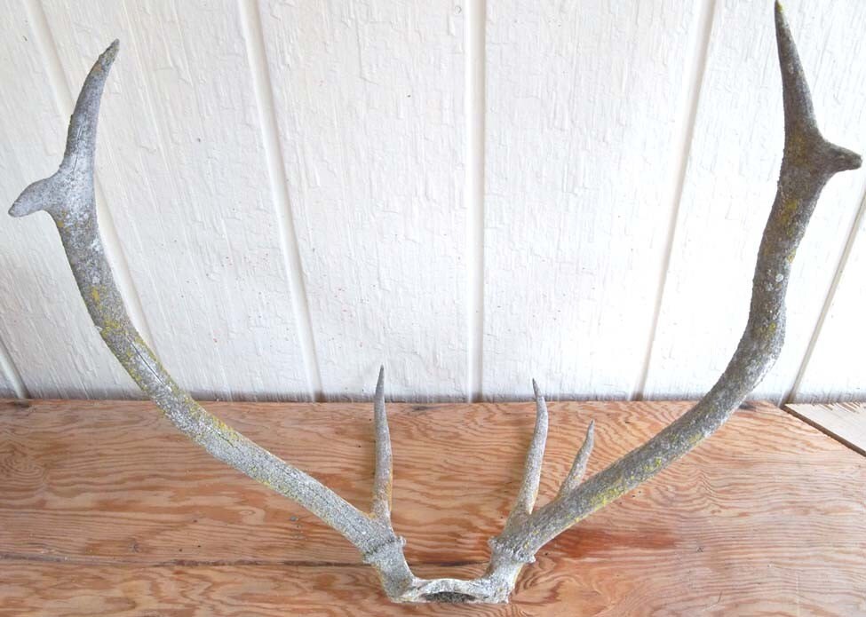 Vintage Elk Antler Mount Unique Rustic Look