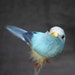 Little blue bird fly high