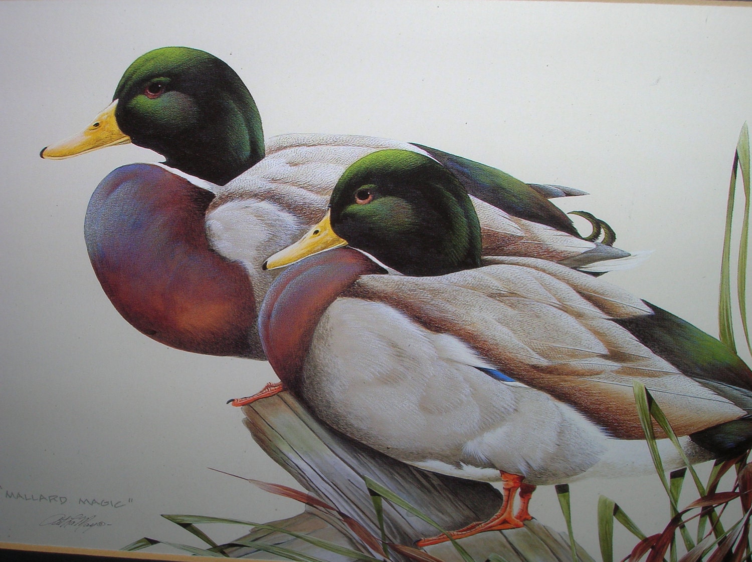 Framed vintage print of mallard ducks