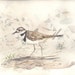 9 by 12 inch original watercolor bird The Killdeer portrait bowman shore realism wildlife nature