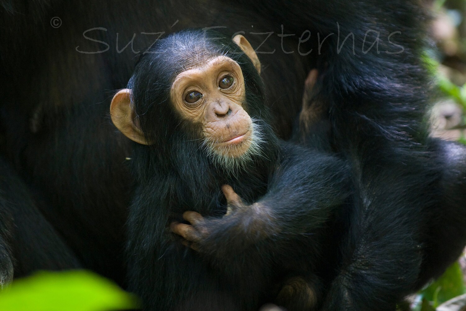 cuddle chimp