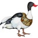 Duck Print Illustration bird art print 8x11