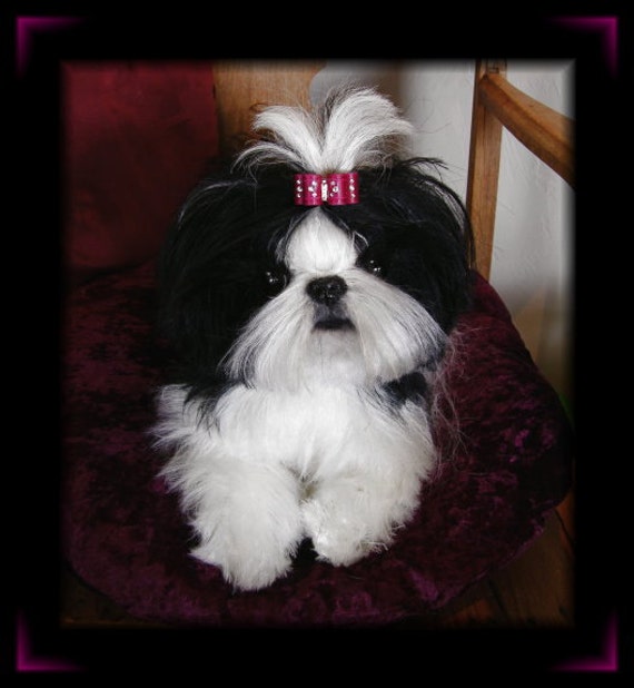 shih tzu soft toys