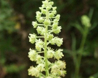 Sweet Mignonette Flower Seeds Reseda Odorata Ameliorata