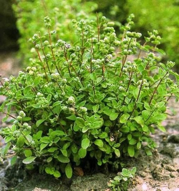 Sweet Marjoram Origanum majorana 300 Seeds 100mg