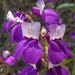 Chinese Houses Collinsia heterophylla 800 Seeds 1 Gram