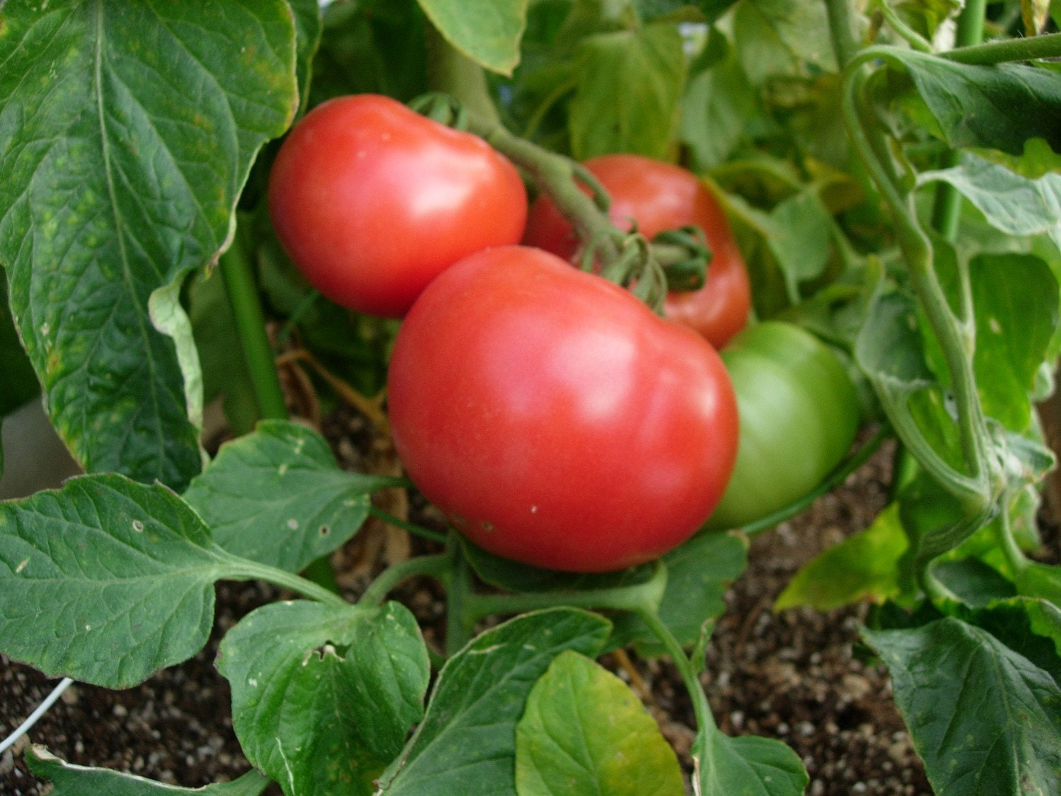 Tomato Beefsteak 100 Seeds/400 Mg