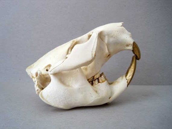 Items similar to Gold Tooth Beaver Skull on Etsy