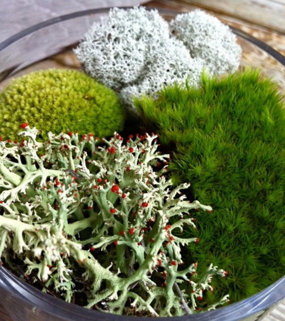 Live Moss Variety Pack