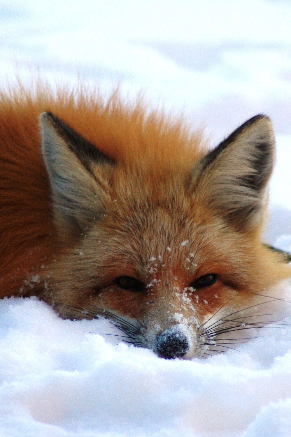 Playful Red Fox in Winter