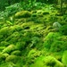 Live MOSS . . . Quart Bag of THREE Varieties for Terrariums . . . Cushion Moss, Mood Moss and Mystery Moss