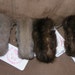 GENUINE SQUIRREL FUR Bracelets or Cuffs (Set of 4)