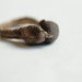 T10 El Torreon Beach Pebbles Delf Brass Ring. OOAK