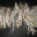 1 oz. Washed Lincoln Long Wool Locks / Fiber for Spinning / Fiber Artist